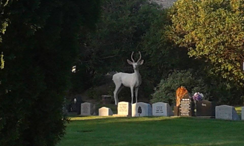 Albino deer spotted in Boise cemetery